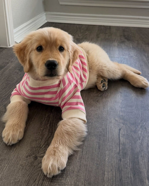 Camden Pink + Ivory Striped Dog Sweatshirt