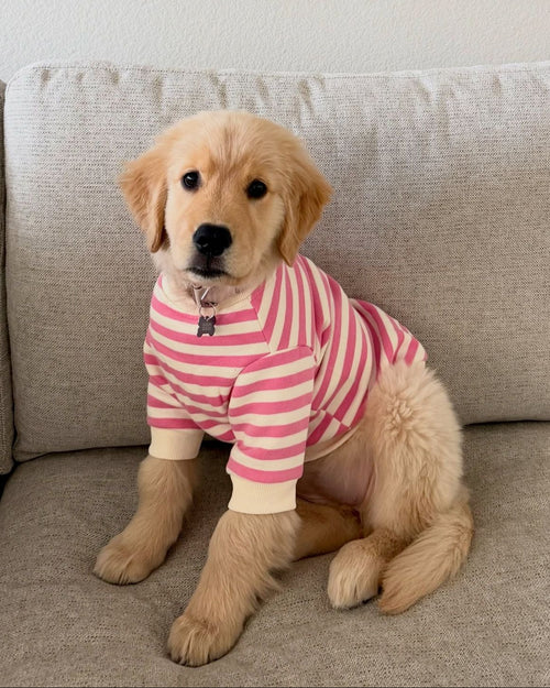 Camden Pink + Ivory Striped Dog Sweatshirt