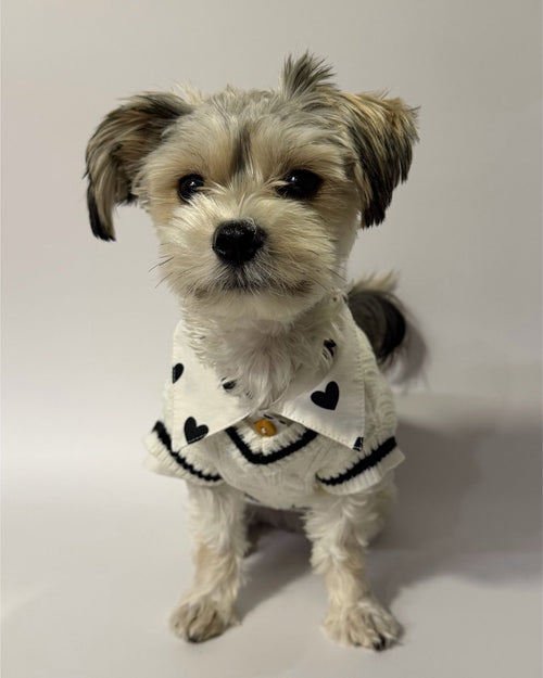 Puppy Love Heart Print Dog Shirt
