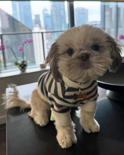 Camden Charcoal Striped Dog Sweatshirt