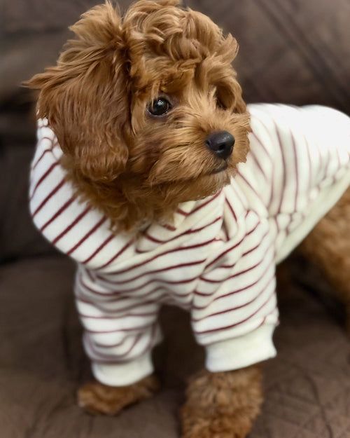 Ziggy Vintage Red Stripe Dog Hoodie