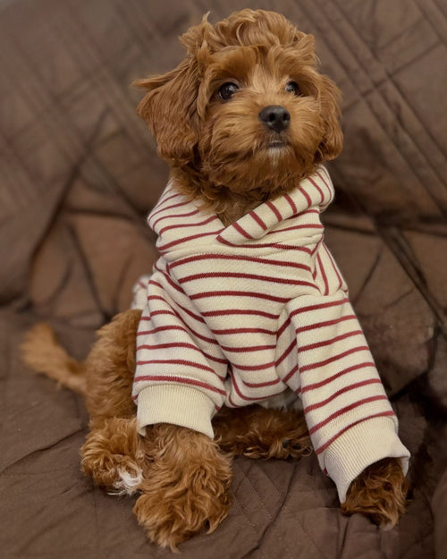 Ziggy Vintage Red Stripe Dog Hoodie