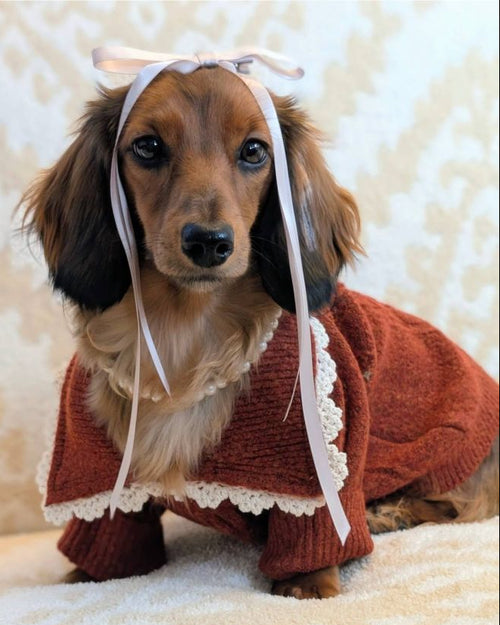 Tea Time Spice Cable Knit Dog Sweater