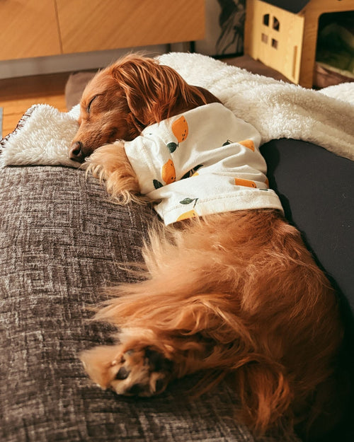 Casual Cutie Lemon Dog T-Shirt