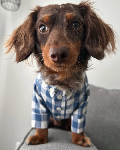 Sylvan French Blue Gingham Dog Shirt