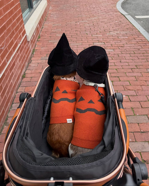 Pupkin Patch Dog Sweater