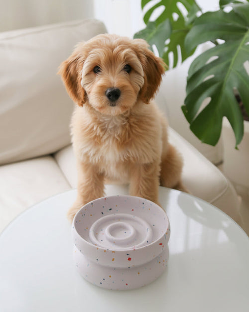 Dapple Dining Reversible Slow Feeder Dog Bowl