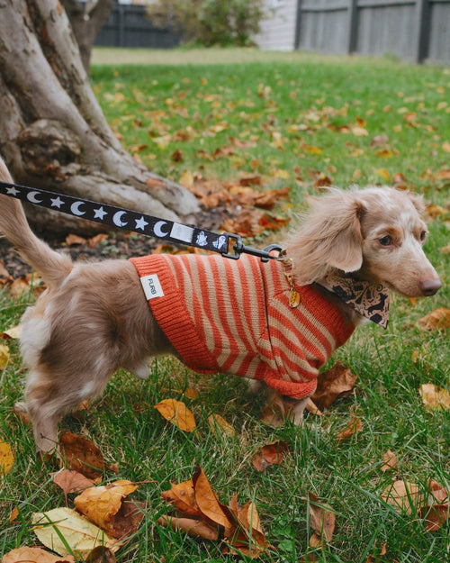 Like A Bandit Orange Striped Dog Sweater