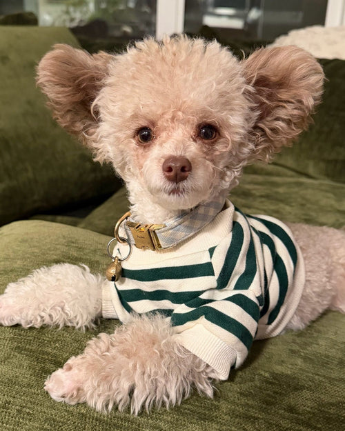 Cooper Green + Ivory Striped Dog Sweatshirt