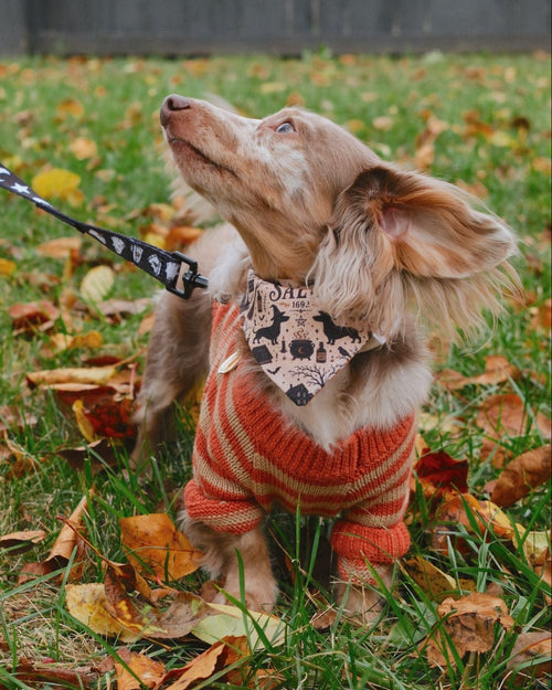 Like A Bandit Orange Striped Dog Sweater