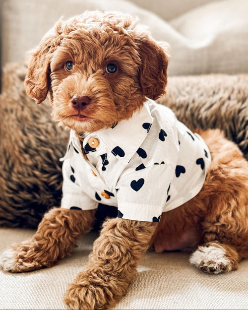 Puppy Love Heart Print Dog Shirt