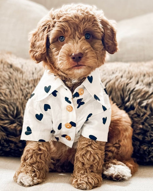 Puppy Love Heart Print Dog Shirt