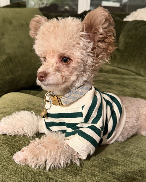 Cooper Green + Ivory Striped Dog Sweatshirt