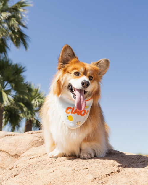 Ciao Bella Dog Bandana