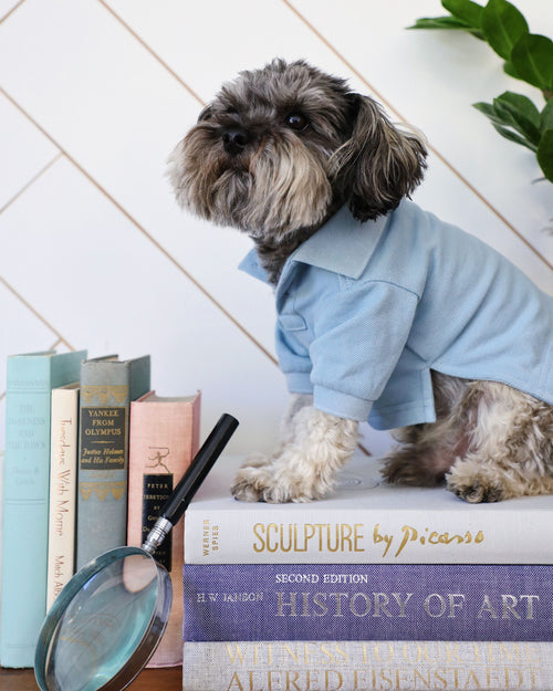 Cute dog wearing baby blue polo while sitting on stack of books for french bulldogs