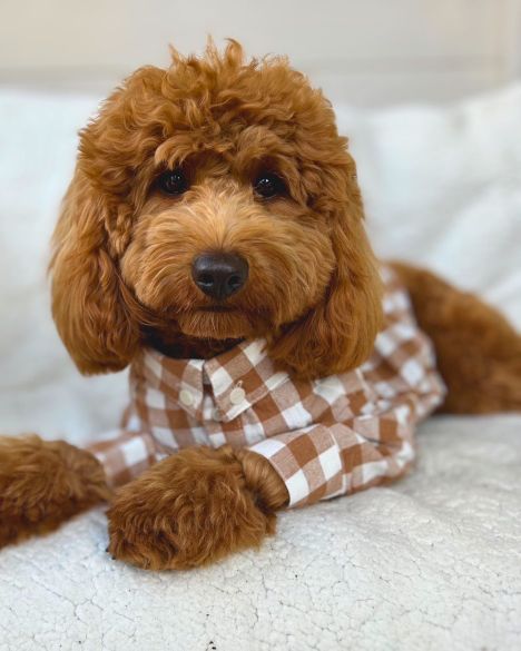 Sylvan Nutmeg Gingham Dog Shirt, perfect for a stylish casual look with classic gingham print.