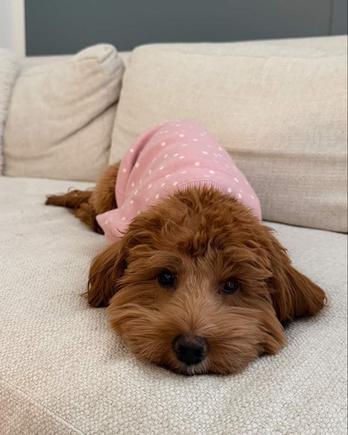 Soft playful pink polka dot dog sweater combining warmth and style, perfect for French bulldogs, pugs, and cavapoos