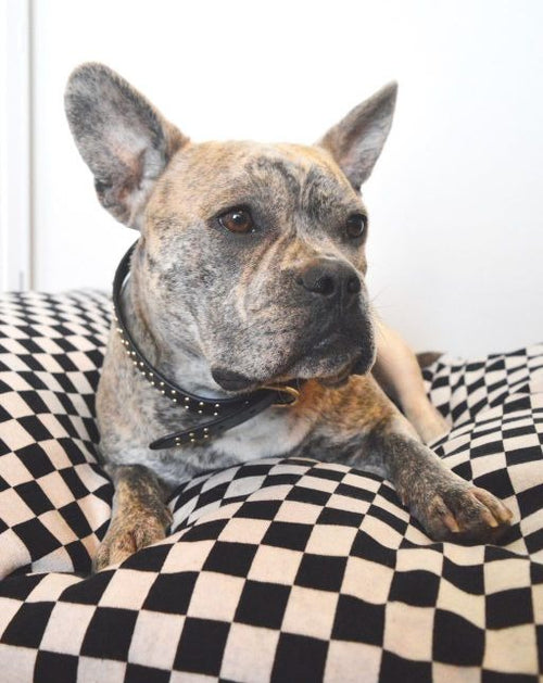 Best in Show Black Checkerboard Bed Product Image Detail