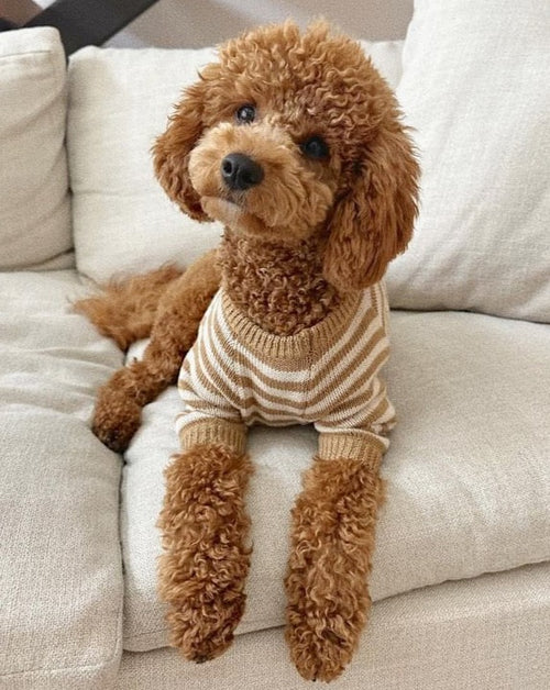 Like A Bandit Nutmeg Striped Sweater Product Image Detail. french bulldog puppy sweater 