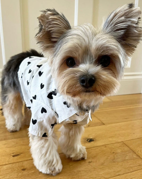 Puppy Love Heart Print Dog Shirt for chihuahuas