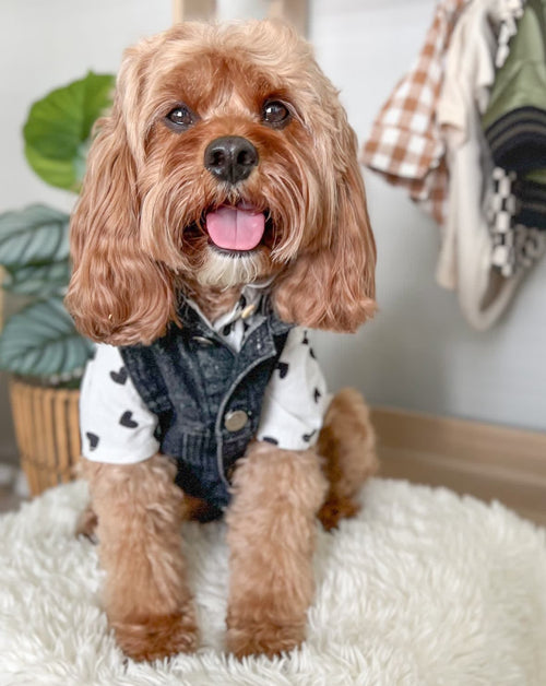 Puppy Love Heart Print Dog Shirt for french bulldogs