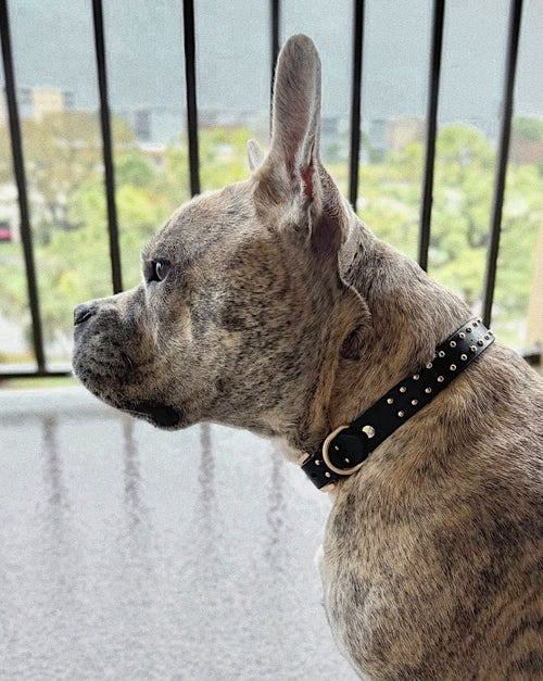 What a Stud Black Leather Dog Collar