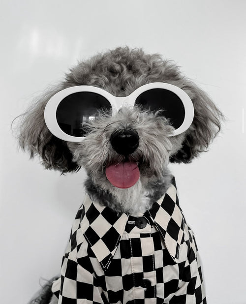 Ryder Black Check Dog Shirt Product Image