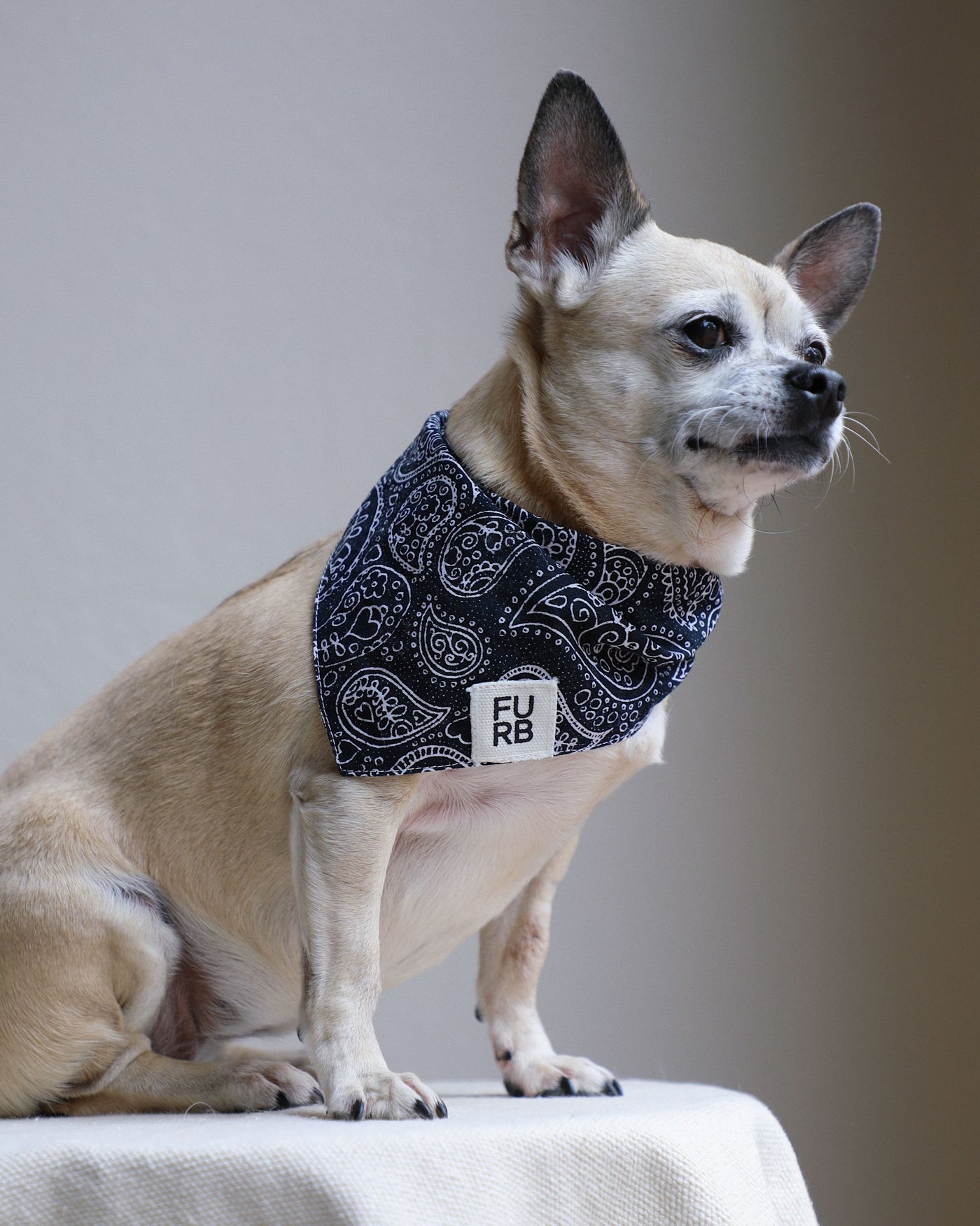 Ozzie Black Paisley Print Dog Bandana