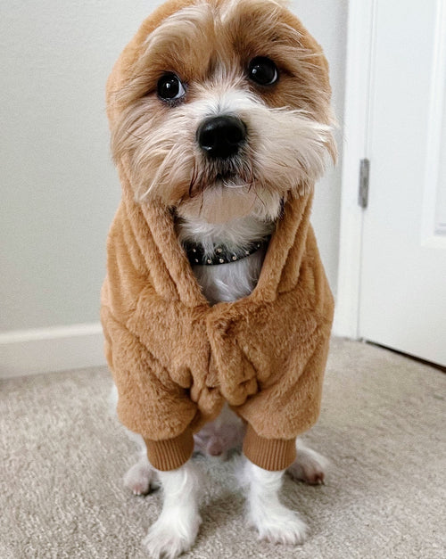 Reversible dog jacket. corgi jacket . best jacket for french bulldog 