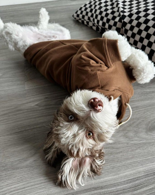 Ziggy Coffee Hoodie Product Image Detail. Great hoodie for terriers 