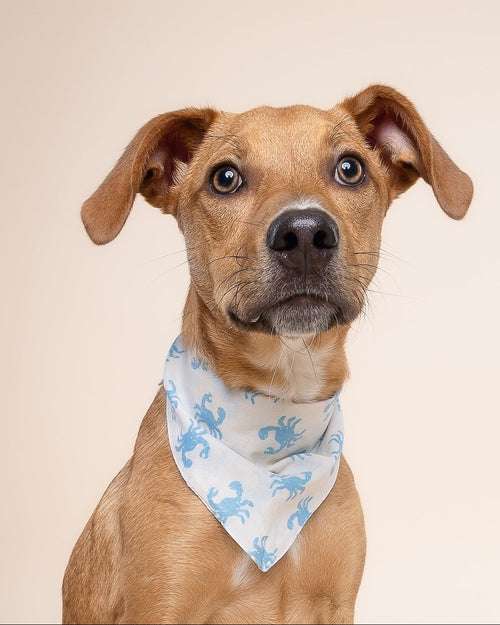 In A Pinch Blue Dog Bandana