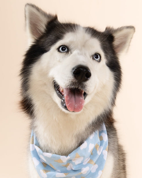 Sweet Tooth Blue Dog Bandana