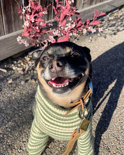 green and ivory striped turtleneck dog onesie dog clothes for frenchies