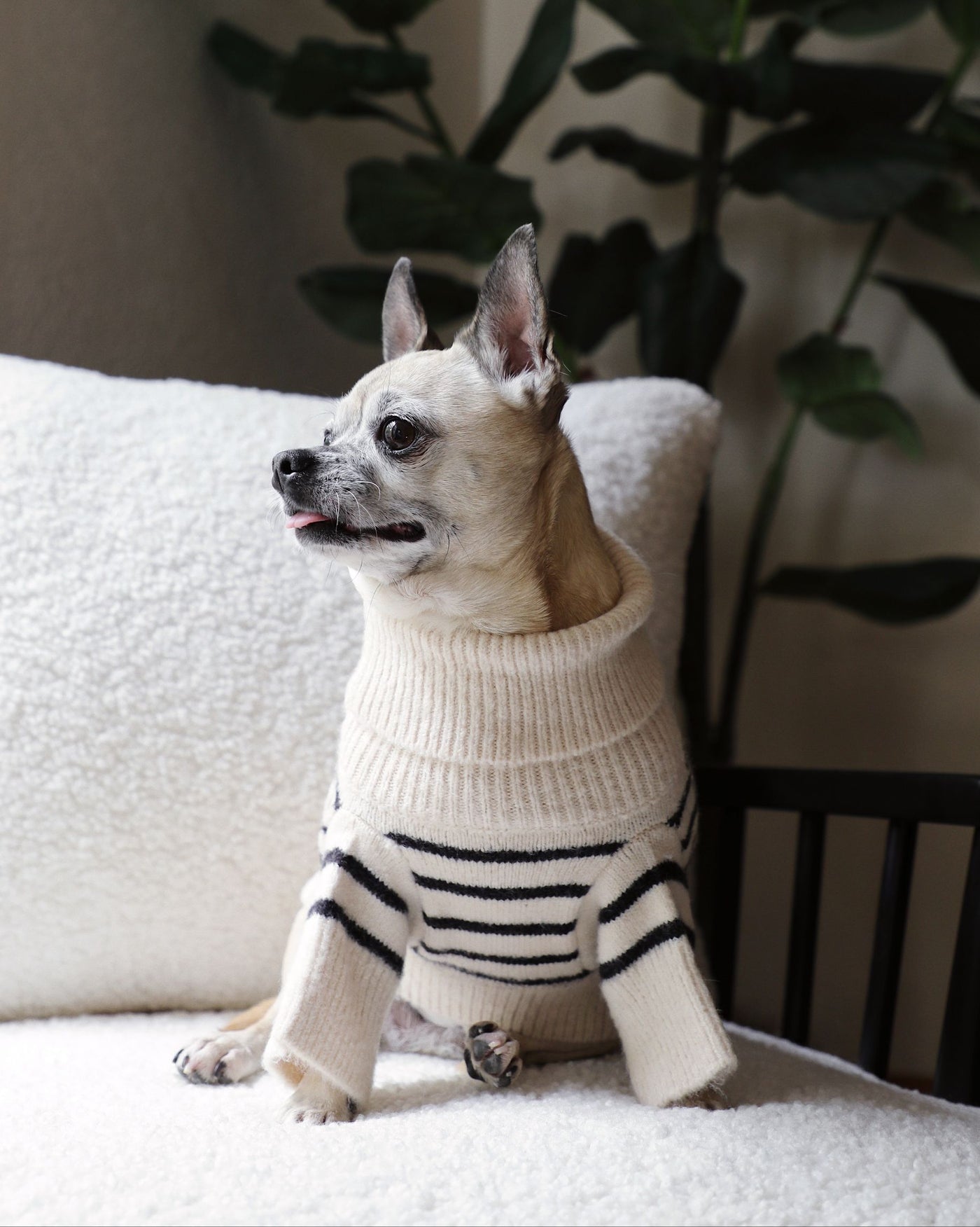 Finley Ivory + Black Striped Dog Sweater