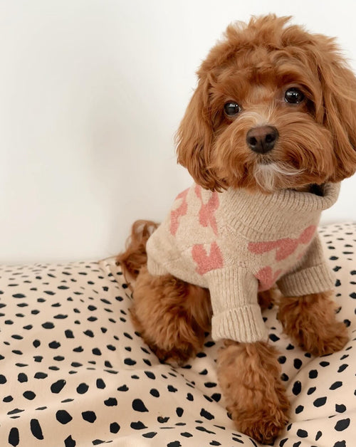 floral dog sweater. pug in a sweater 