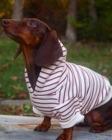 Laid-back striped dog sweatshirt with a cozy feel, versatile for daily use, great for mixed breeds and companion dogs