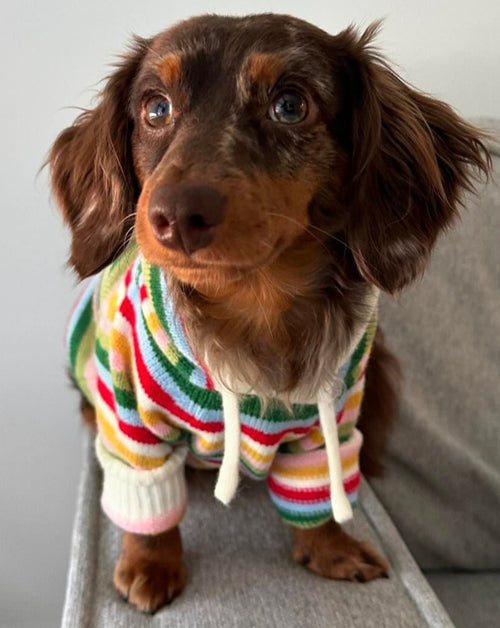 Venice Multi Stripe Dog Hoodie teacup chihuahua clothes xxs