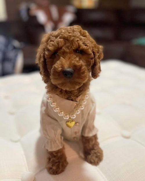 Mon Petit Oatmeal Linen Dog Blouse