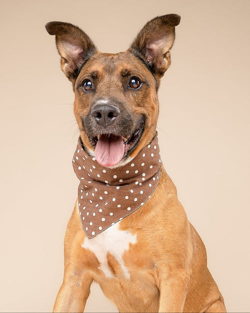 Spot the Cutie Chocolate Dog Bandana