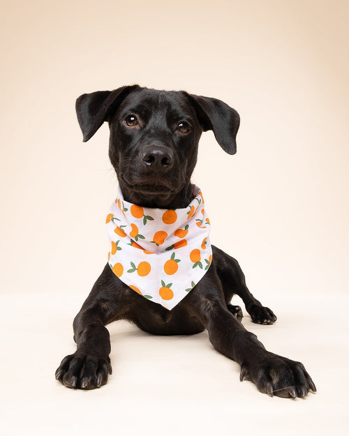 Main Squeeze Pup Dog Bandana