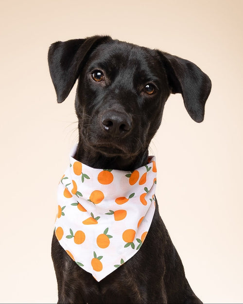 Main Squeeze Pup Dog Bandana