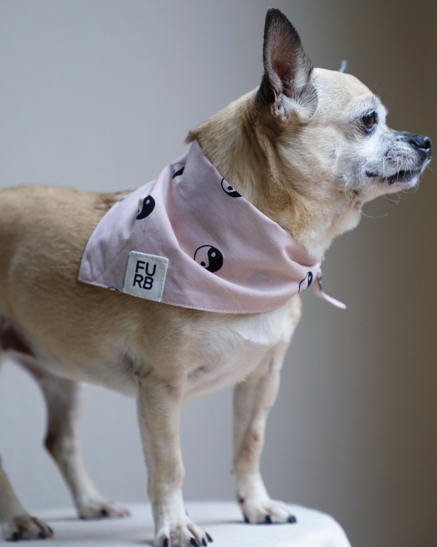 Total Zen Pink Yin Yang Dog Bandana