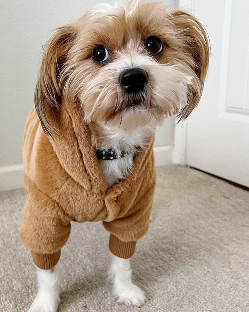 Reversible dog jacket. corgi jacket . dog jackets for pugs 