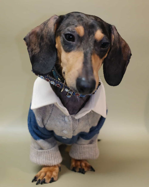 Classic rugby inspired dog sweater with bold blue and grey stripes, relaxed and cozy, perfect for poodles, companion dogs, and French bulldogs
