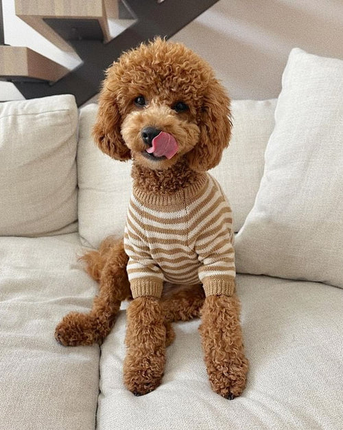 Like A Bandit Nutmeg Striped Sweater Product Image Detail. french bulldog in a sweater 