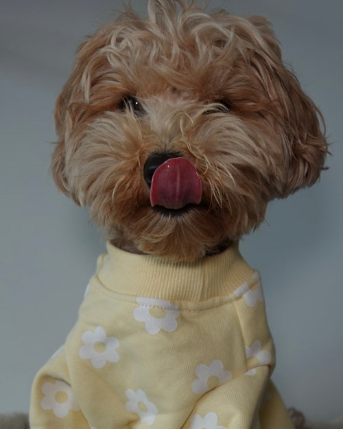 Summer of Love Yellow Daisy Dog Sweatshirt