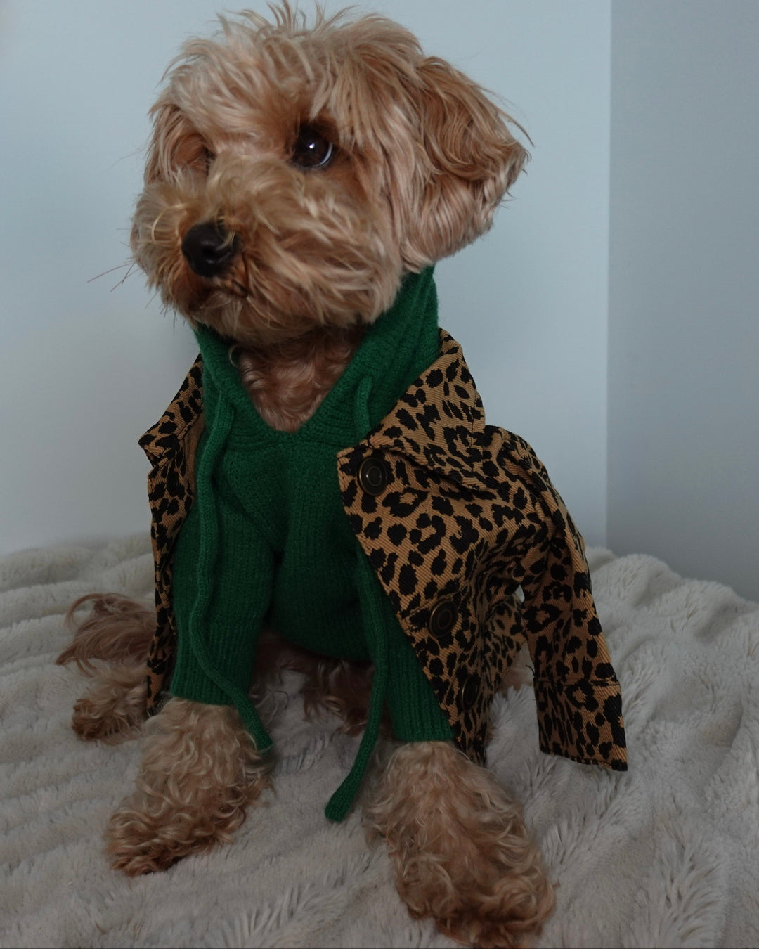 Green Dog Hoodie | Shop Cute Dog Apparel – FURB