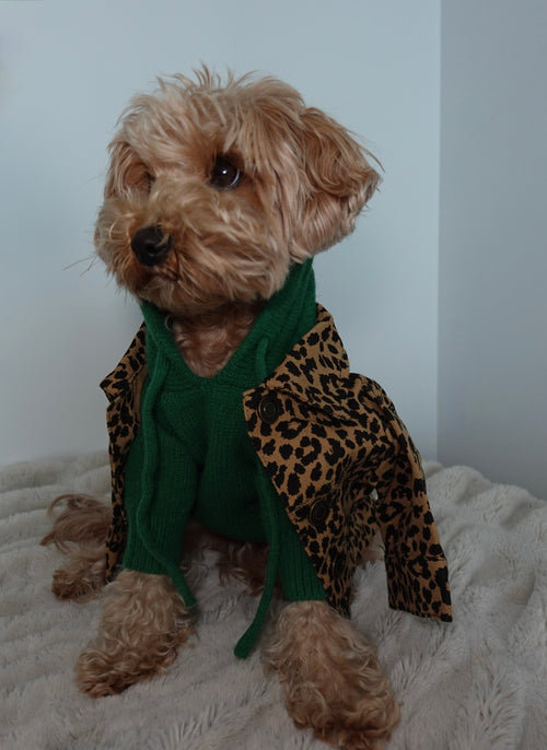 Venice Kelly Green Dog Hoodie