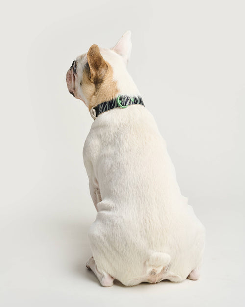 Chic green zebra collar for fashionable dogs like French Bulldogs and Beagles.