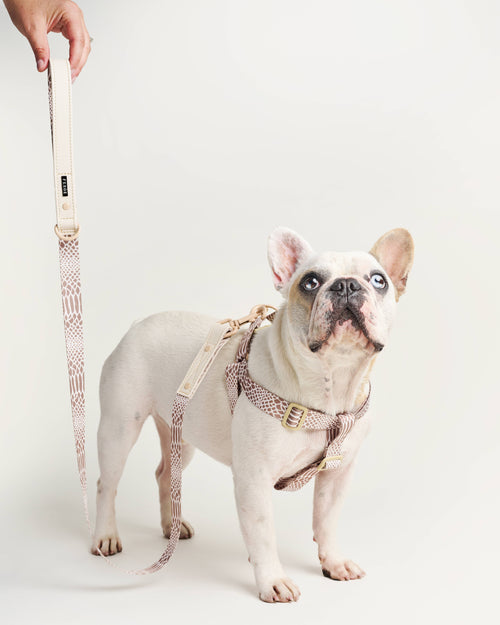 Stylish and strong neutral snake leash for active pets like Beagles and Bulldogs.